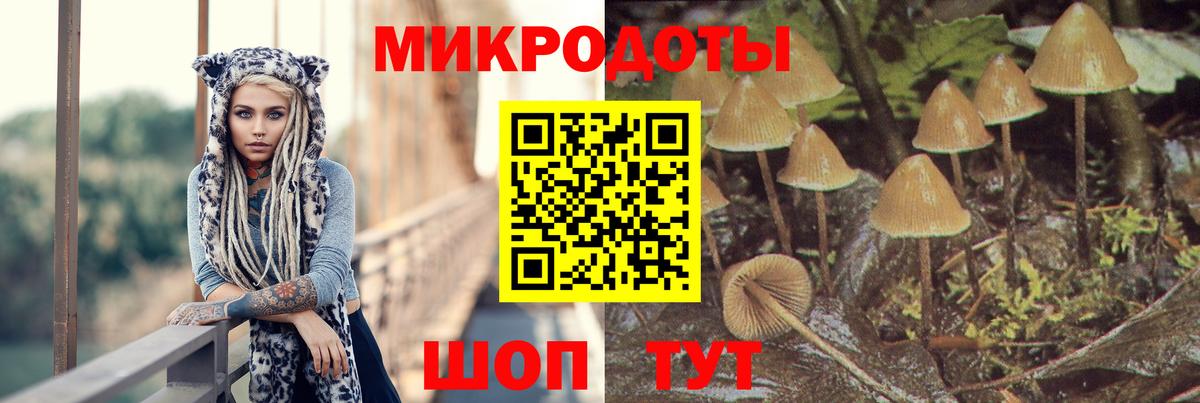 Псилоцибиновые грибы Psilocybe Барнаул